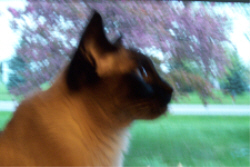 Chessie
